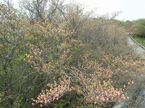 2011八幡ツツジ