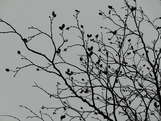 20151125-g-8.jpg