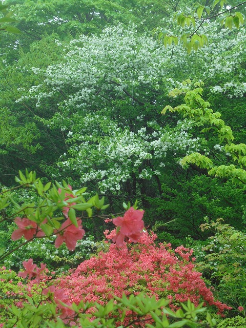 2017052734.jpg