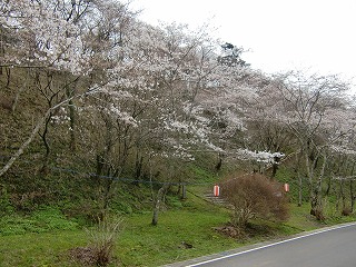 CIMG0250.jpg