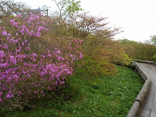 八幡ツツジ園地