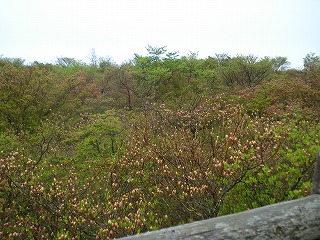 八幡ツツジ園地