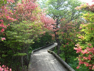 八幡ツツジ園地、ヤマツツジ