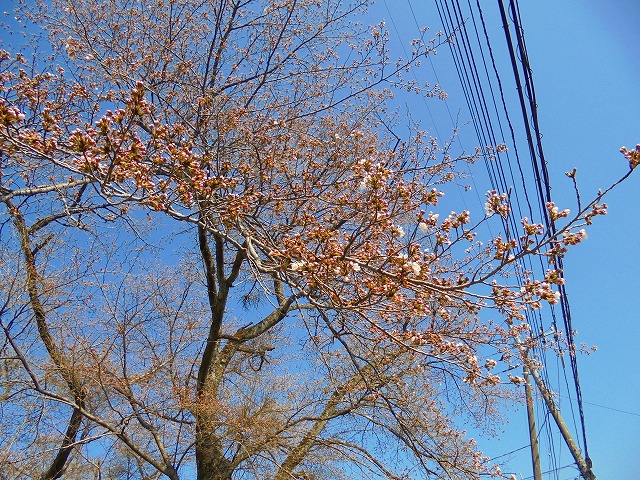 DSC09738.jpg