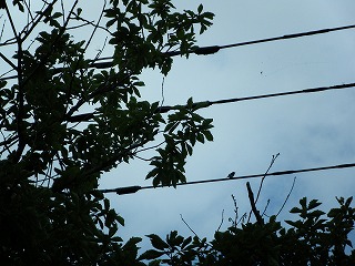 DSCF6033.jpg