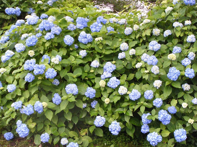 DSCF7656.jpg