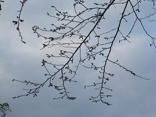 IMG_0345.jpg