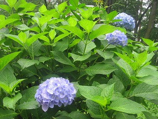 IMG_0708.jpg