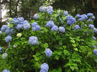 IMG_0780.jpg
