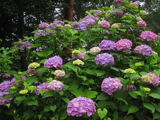 IMG_0781.jpg