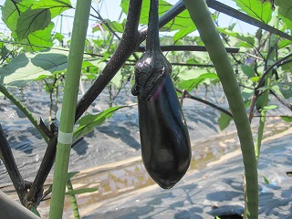IMG_0785.jpg
