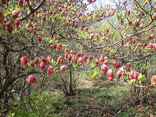 yahata_10_05_18_02.jpg