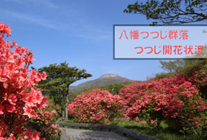 八幡つつじ群落