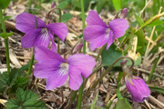 山野草を探してのんびりハイキング