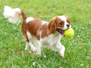 愛犬同伴！客室温泉付！愛犬と一緒にフルコース料理！