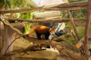 レッサーパンダなどアジアの動物大集合「アジアの森」