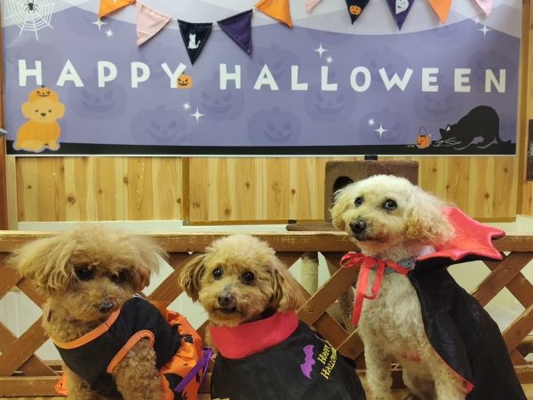 なすどの癒し「ハッピーハロウィン | イベントカレンダー｜那須町観光